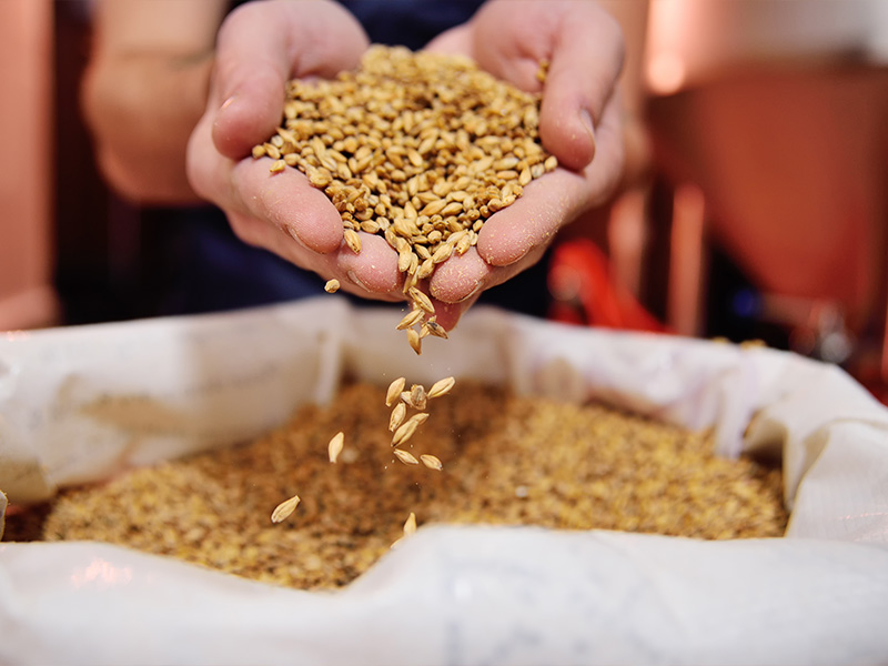 Malt